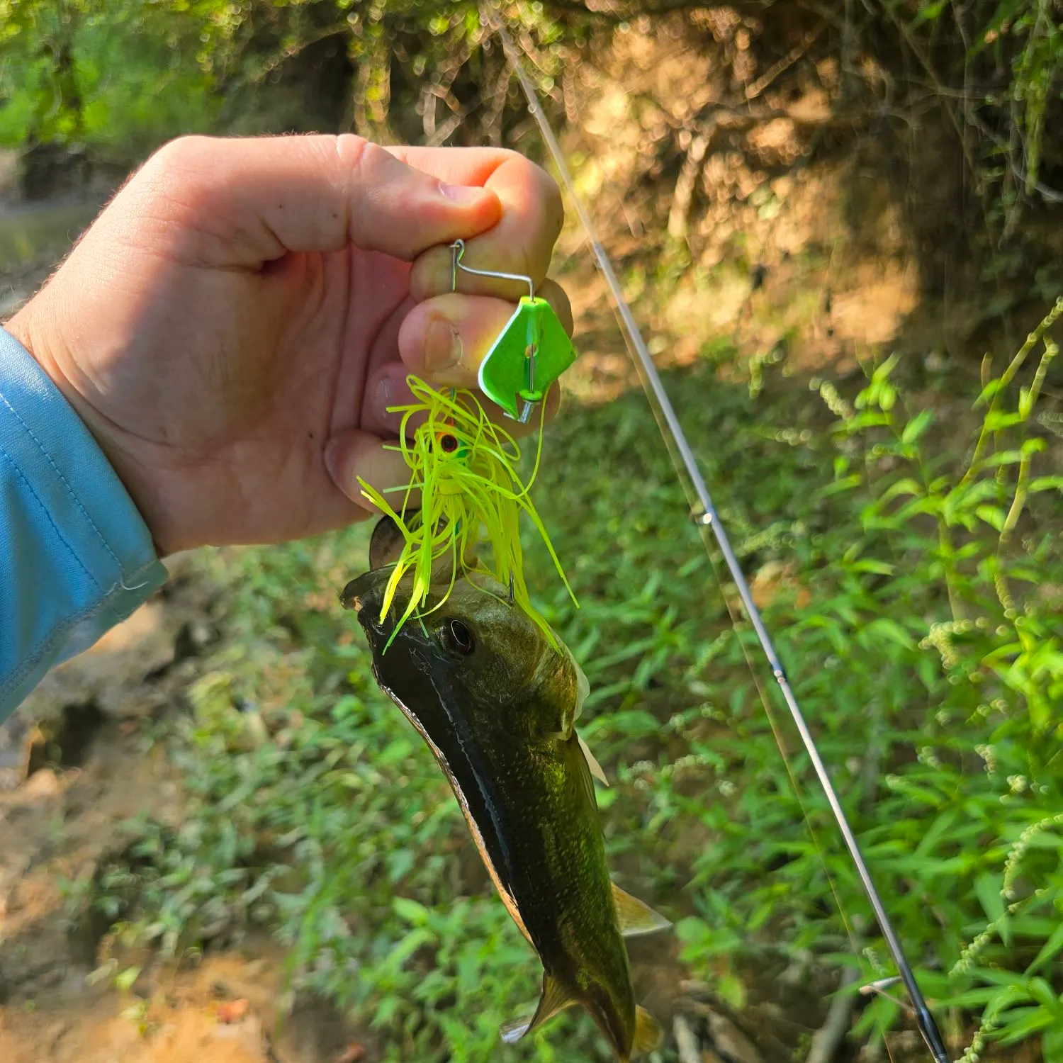 Spotted bass caught on Fishbrain