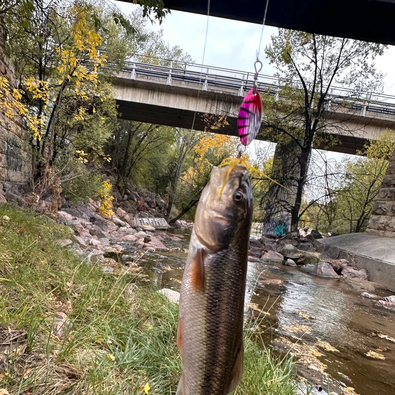 Hornyhead chub caught on Fishbrain