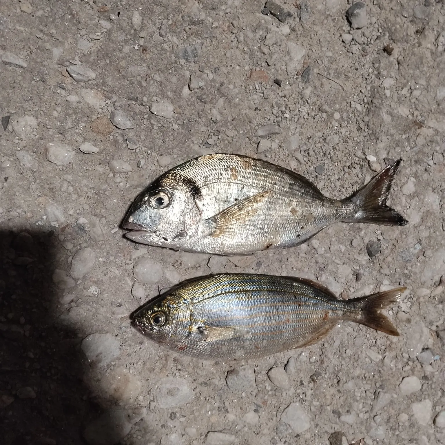 Gilthead seabream caught on Fishbrain