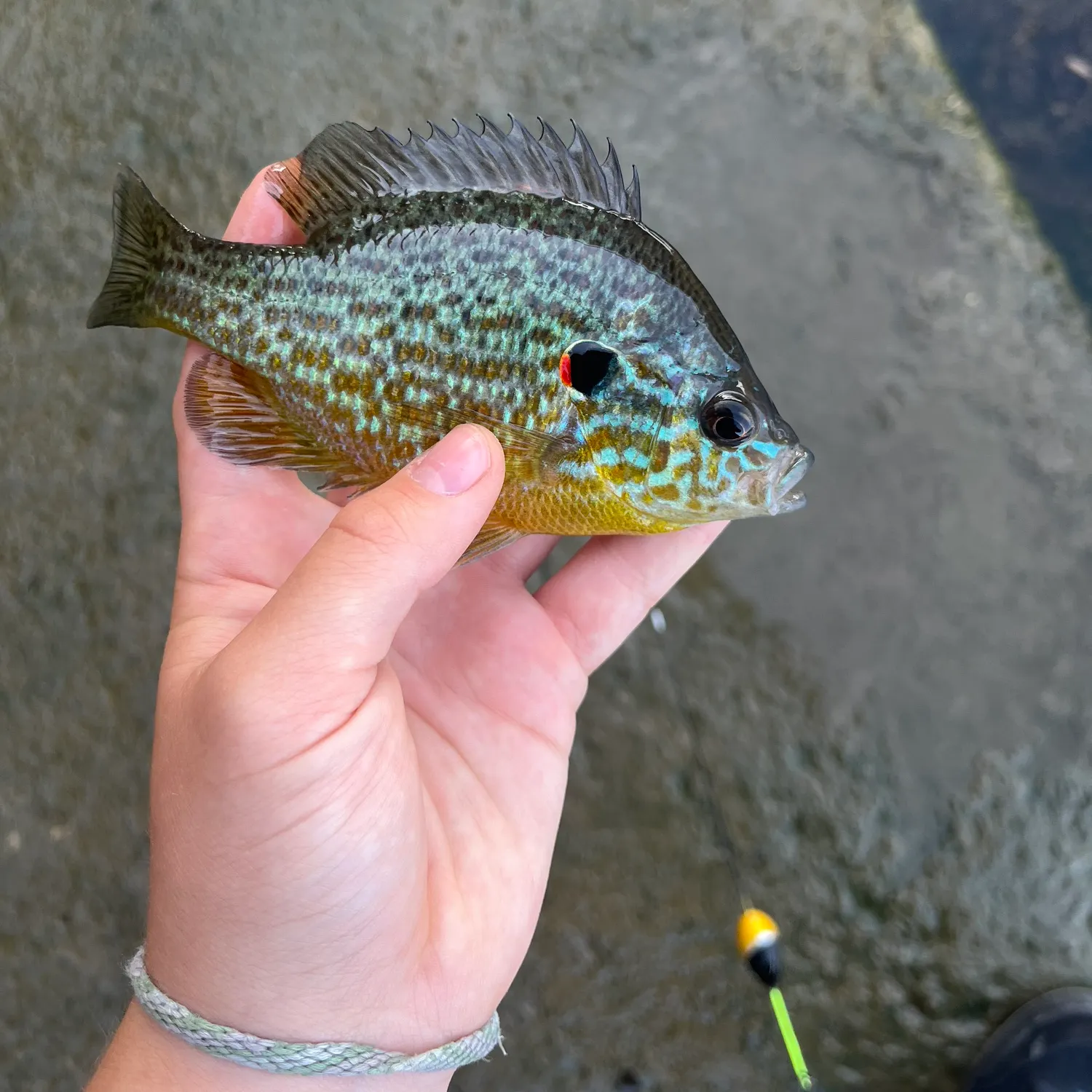 Pumpkinseed caught on Fishbrain
