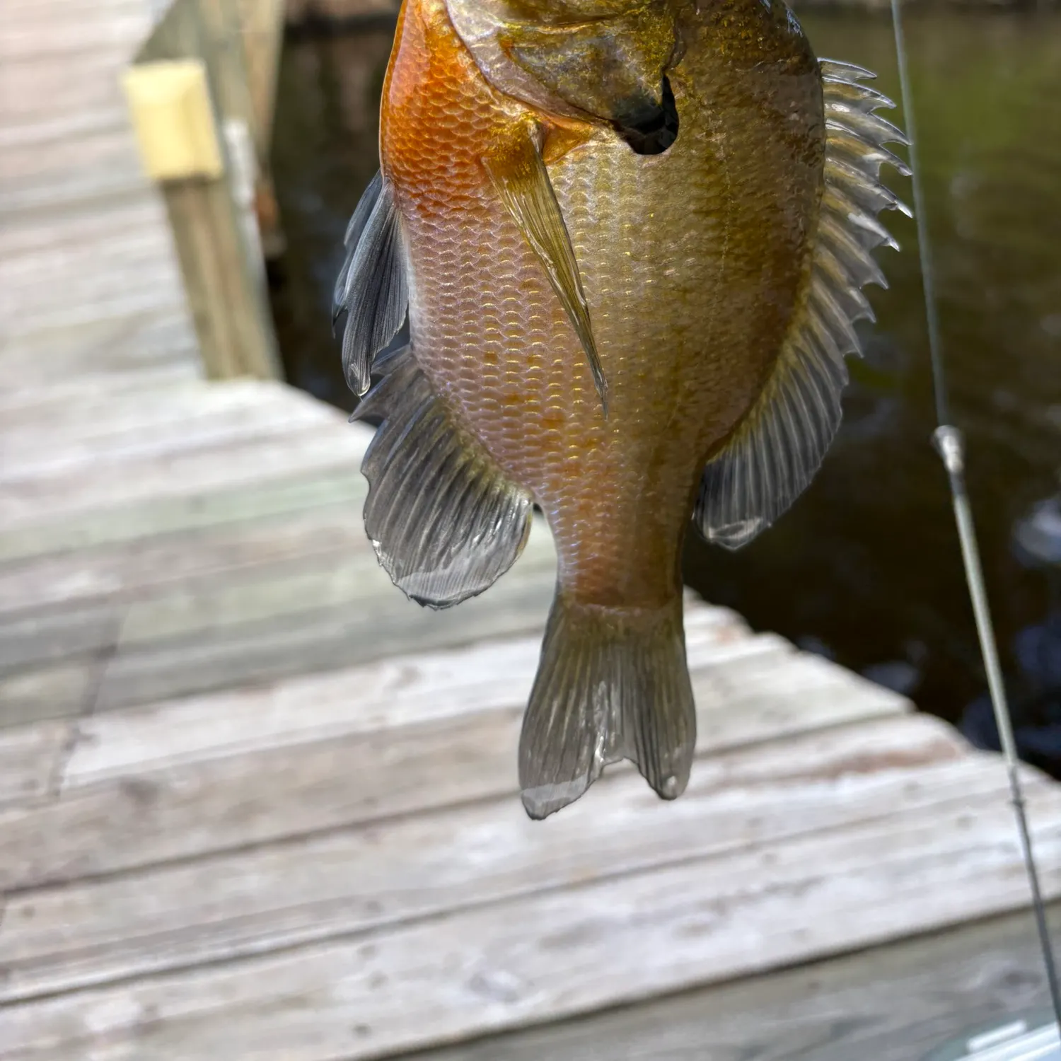 Redbreast sunfish caught on Fishbrain