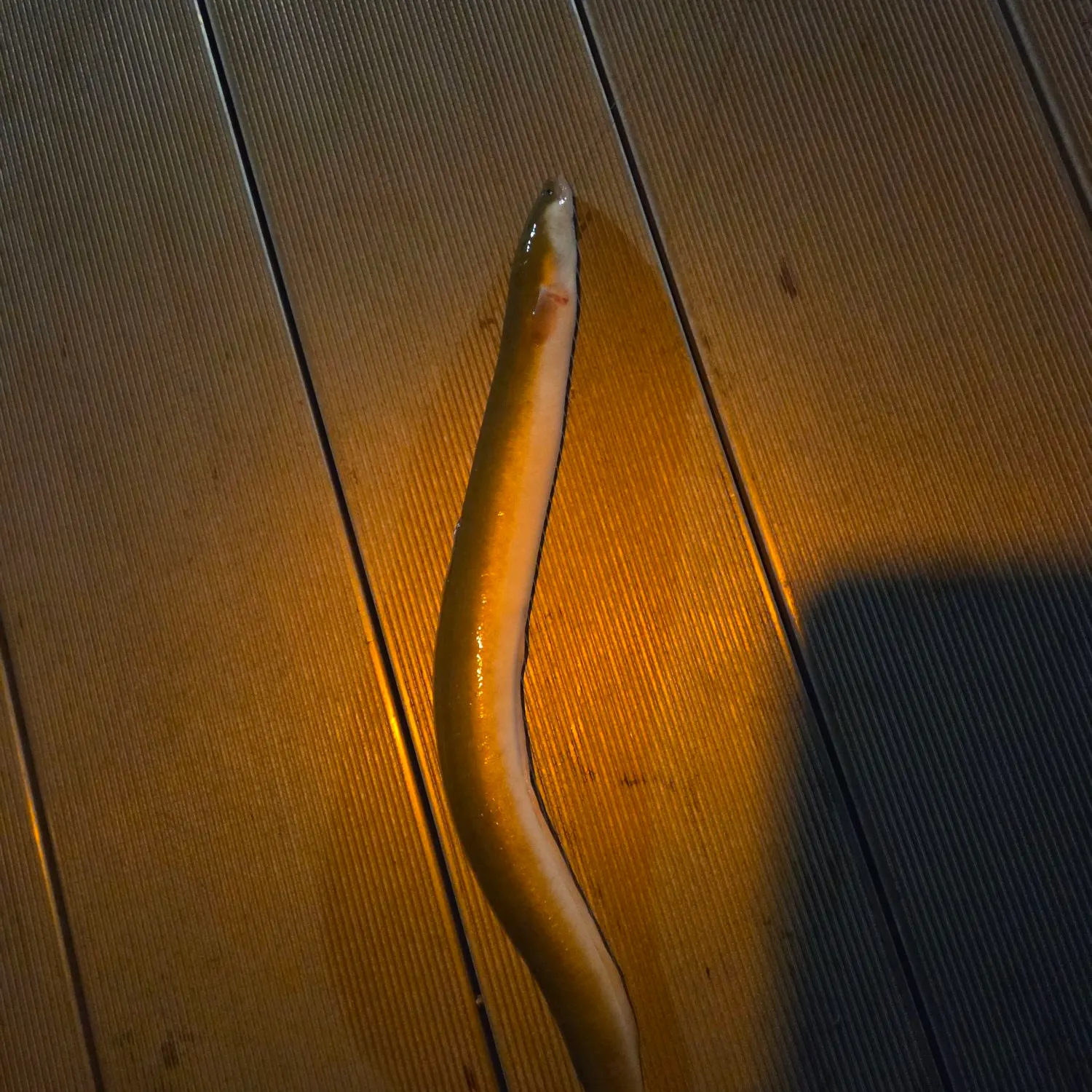 American eel caught on Fishbrain