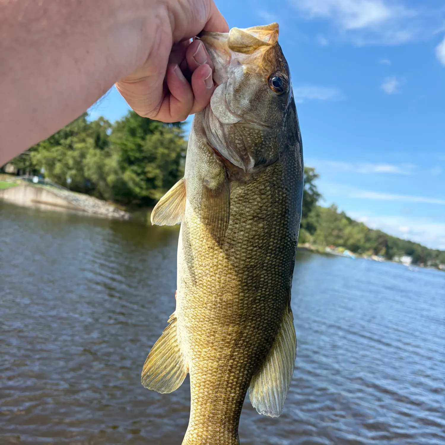 Smallmouth bass caught on Fishbrain