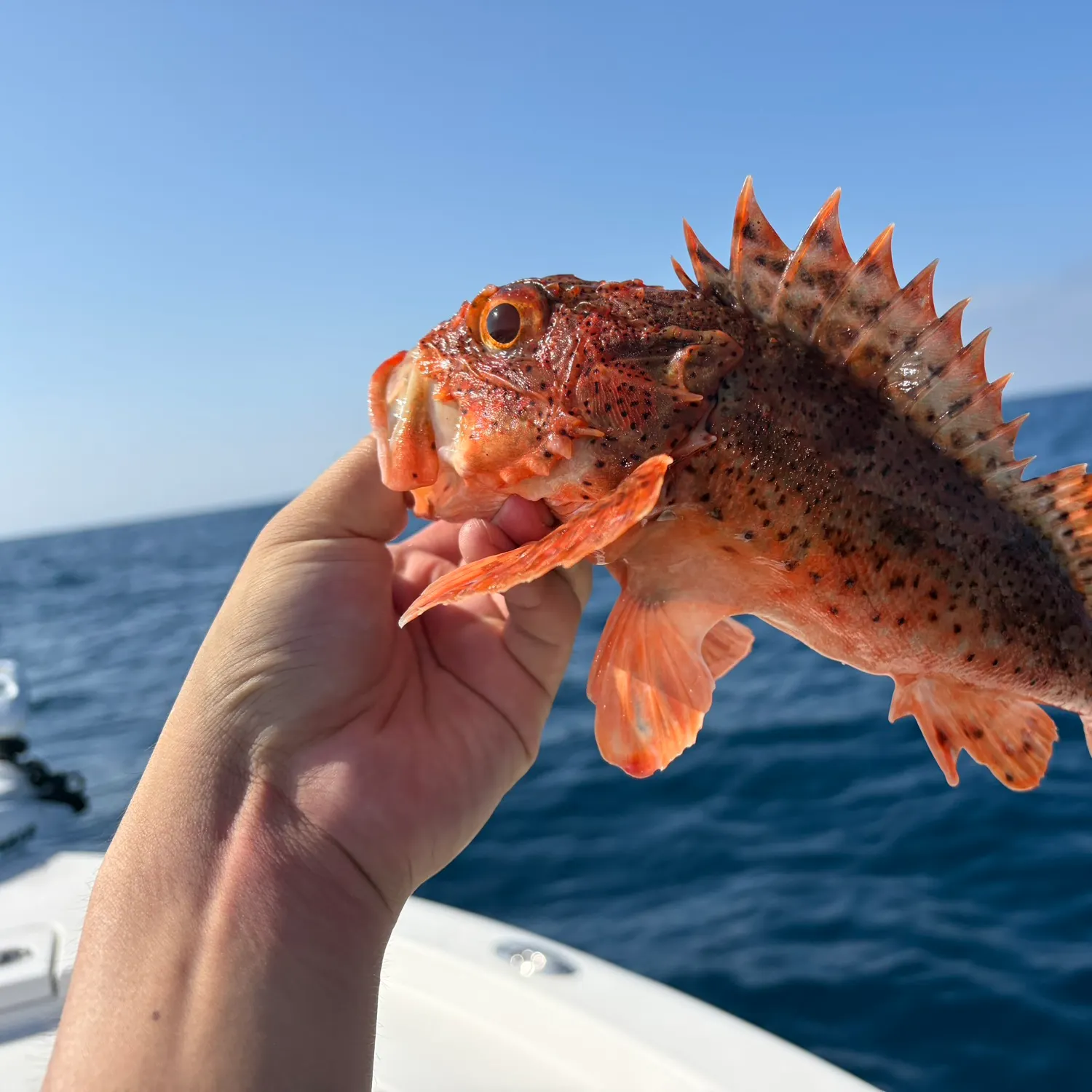 California scorpionfish caught on Fishbrain