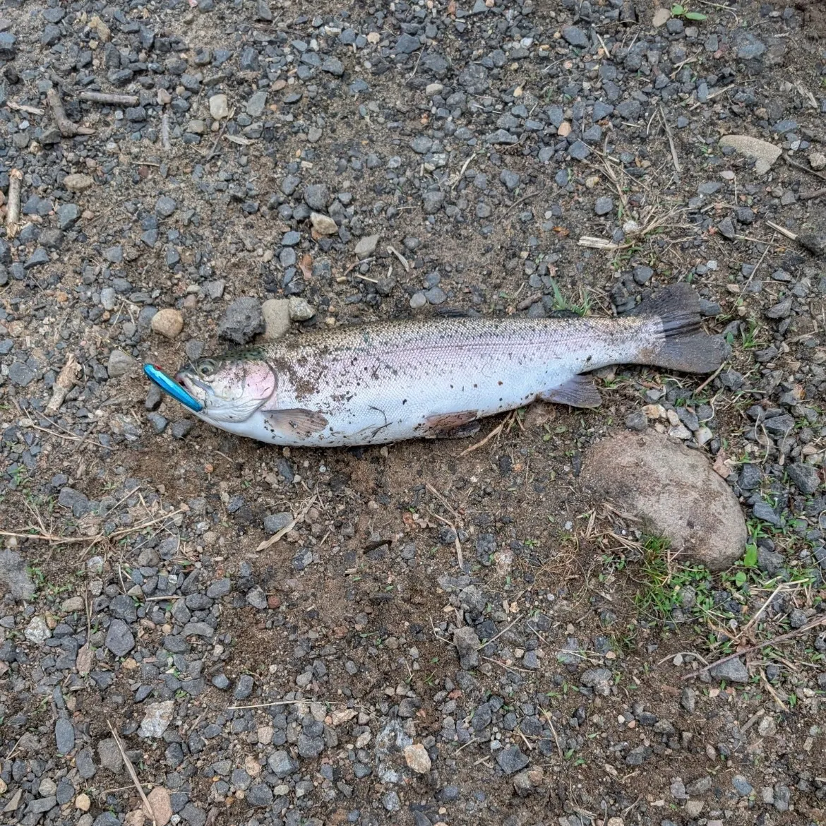Rainbow trout caught on Fishbrain