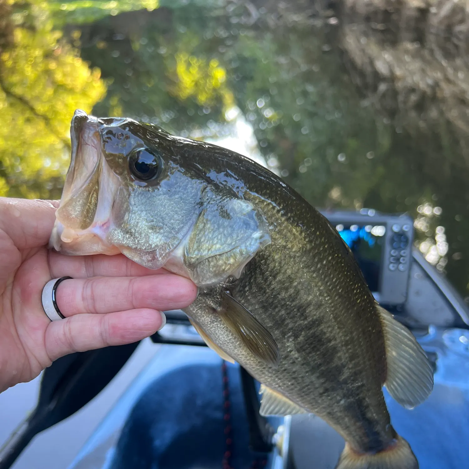 Largemouth bass caught on Fishbrain