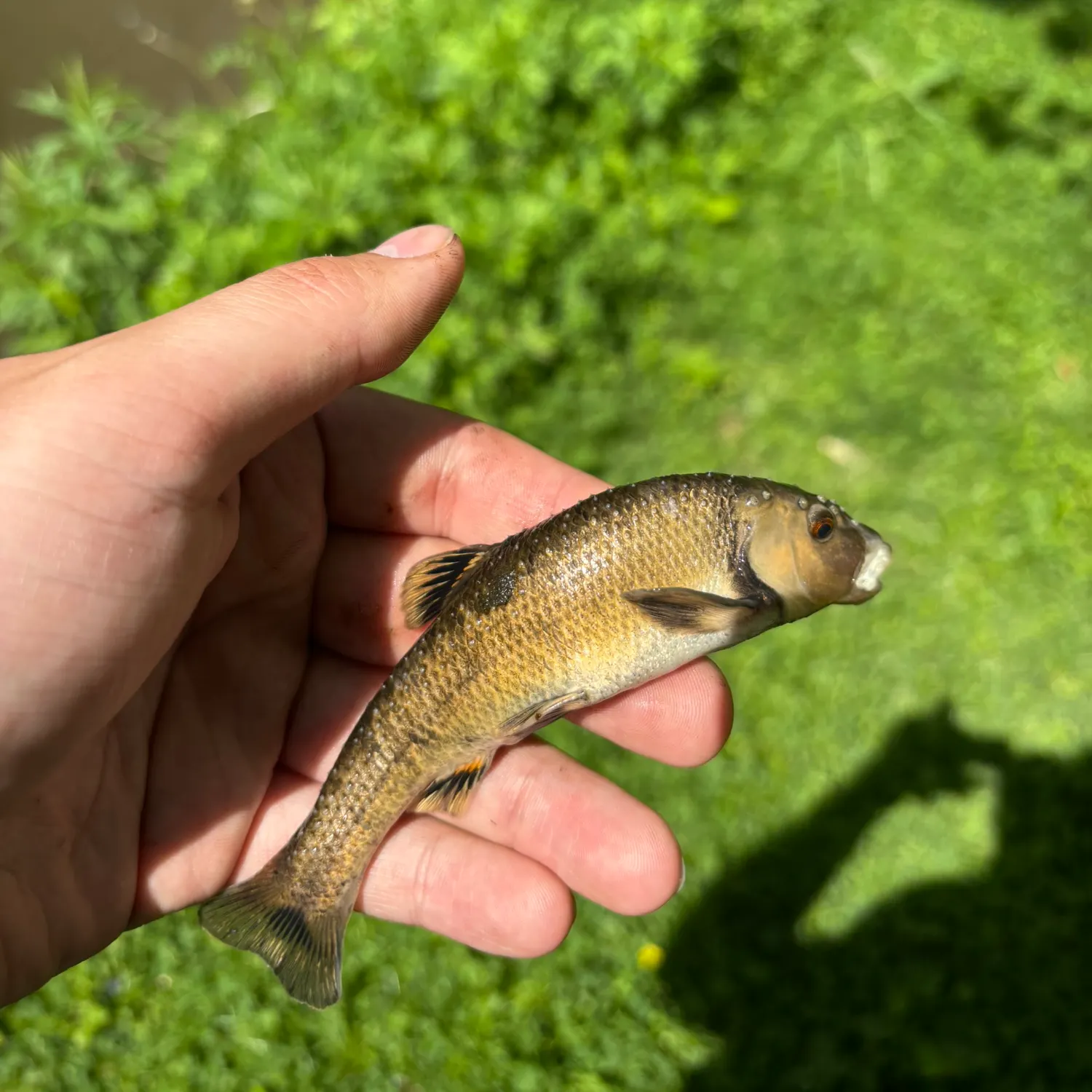 The most recent Central stoneroller catches on Fishbrain