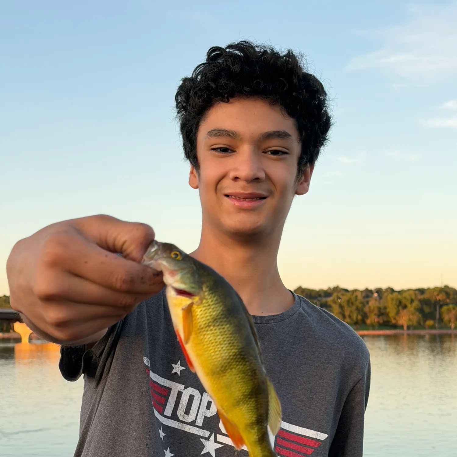 Yellow perch caught on Fishbrain