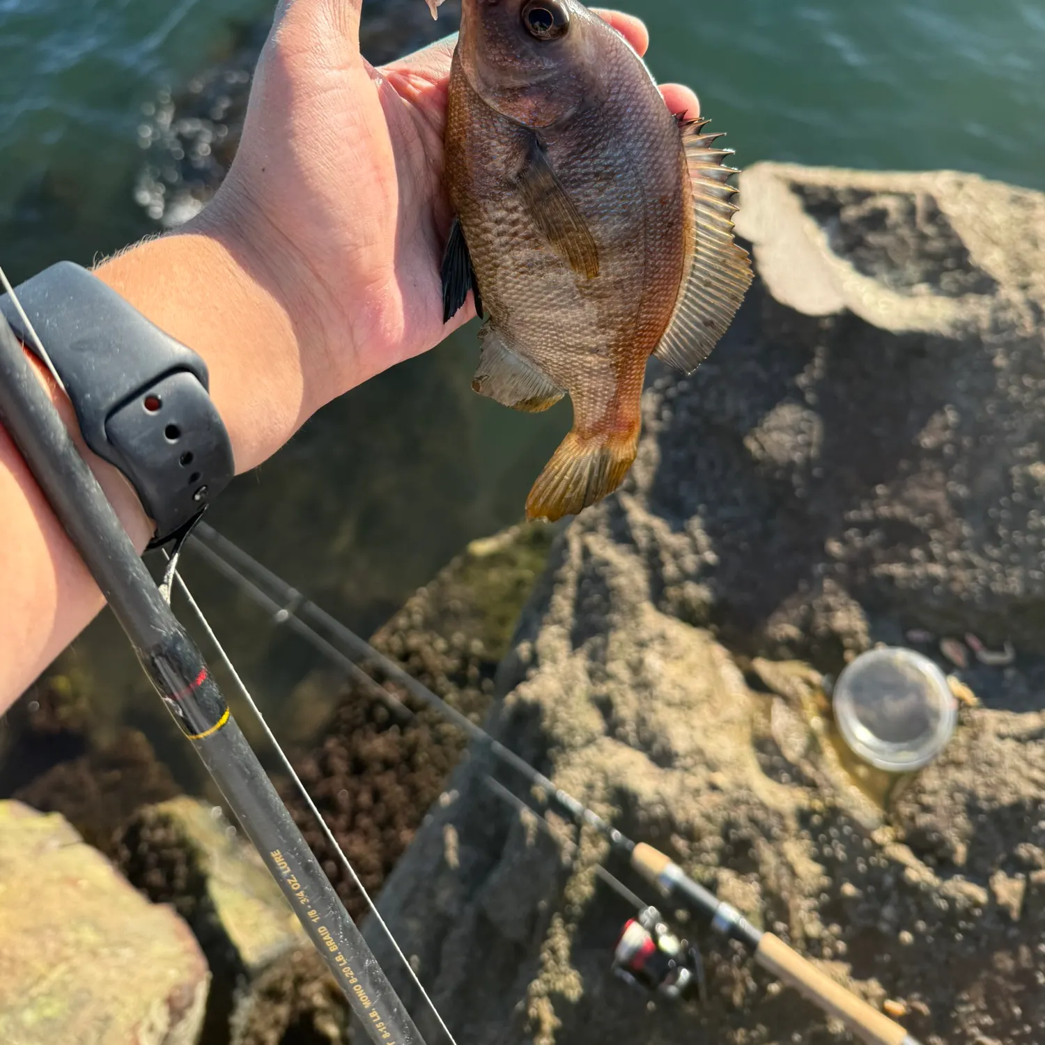 The most recent Black perch catches on Fishbrain