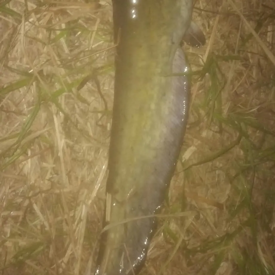 The most recent North African catfish catches on Fishbrain