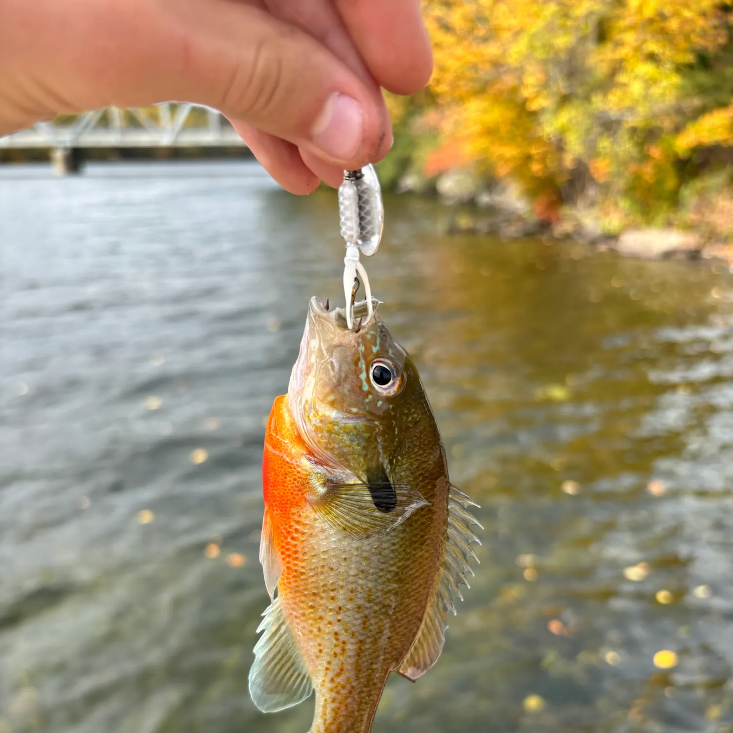 Redbreast sunfish caught on Fishbrain