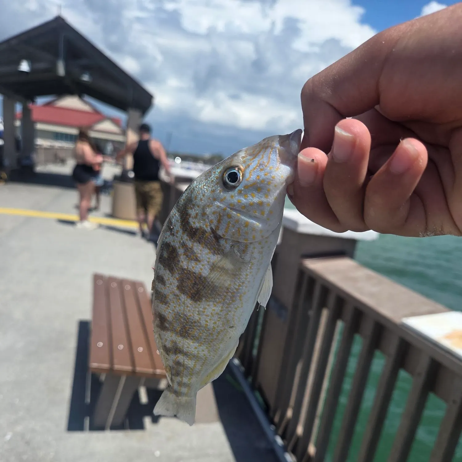 The most recent Barred surfperch catches on Fishbrain