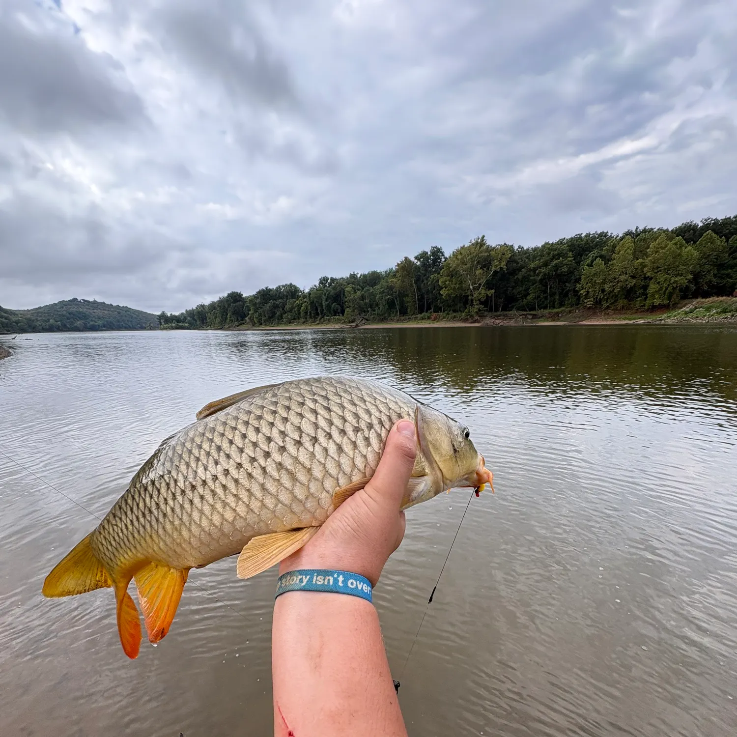 Common carp caught on Fishbrain