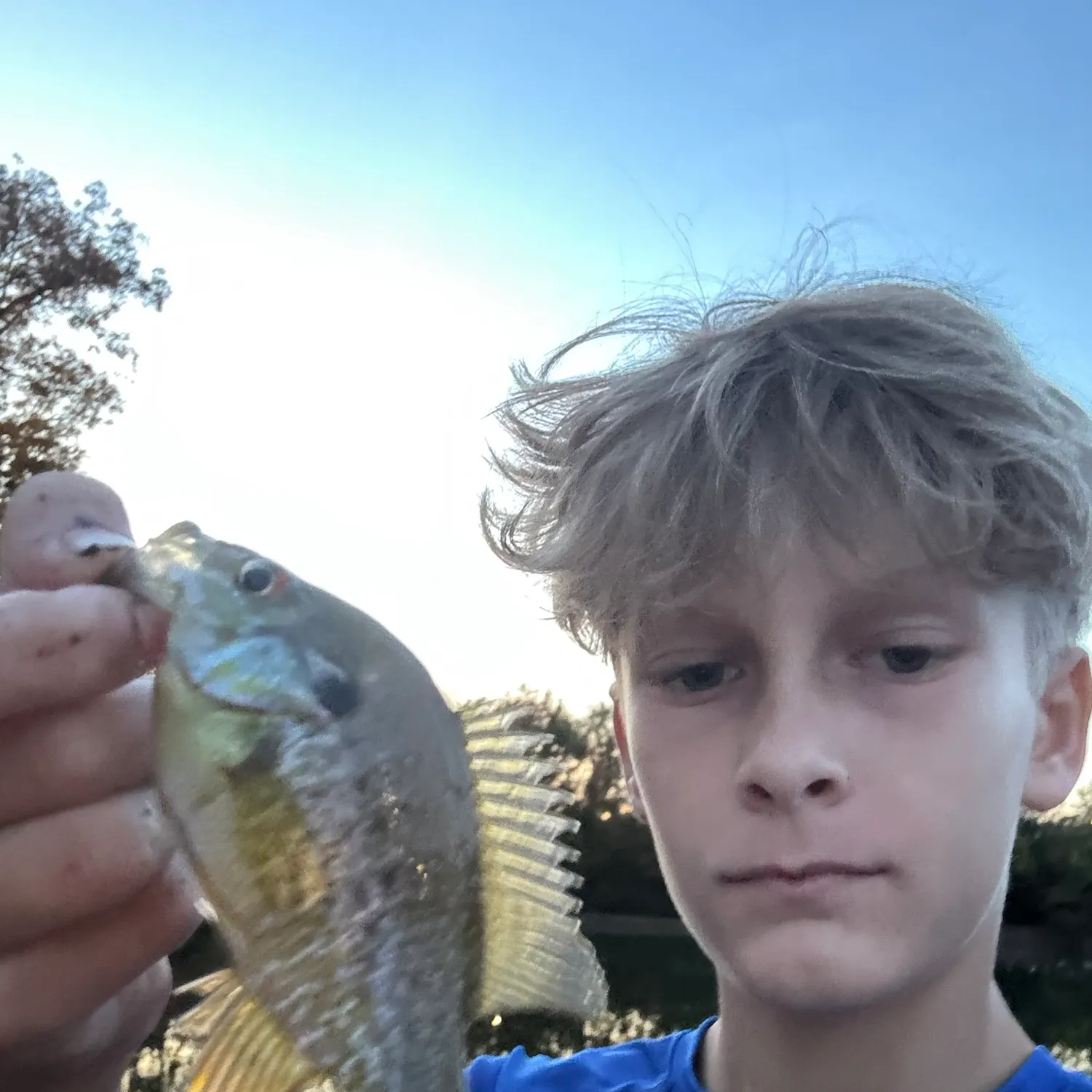 Bluegill caught on Fishbrain