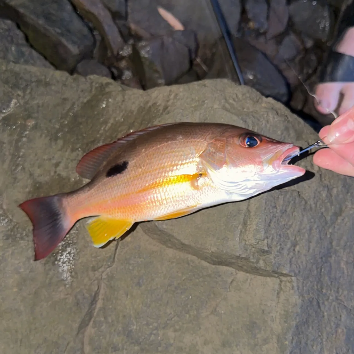 Moses perch caught on Fishbrain