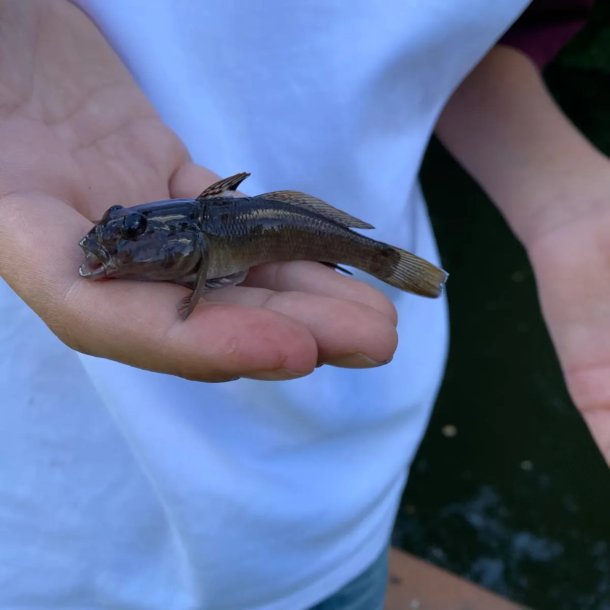 Round goby caught on Fishbrain