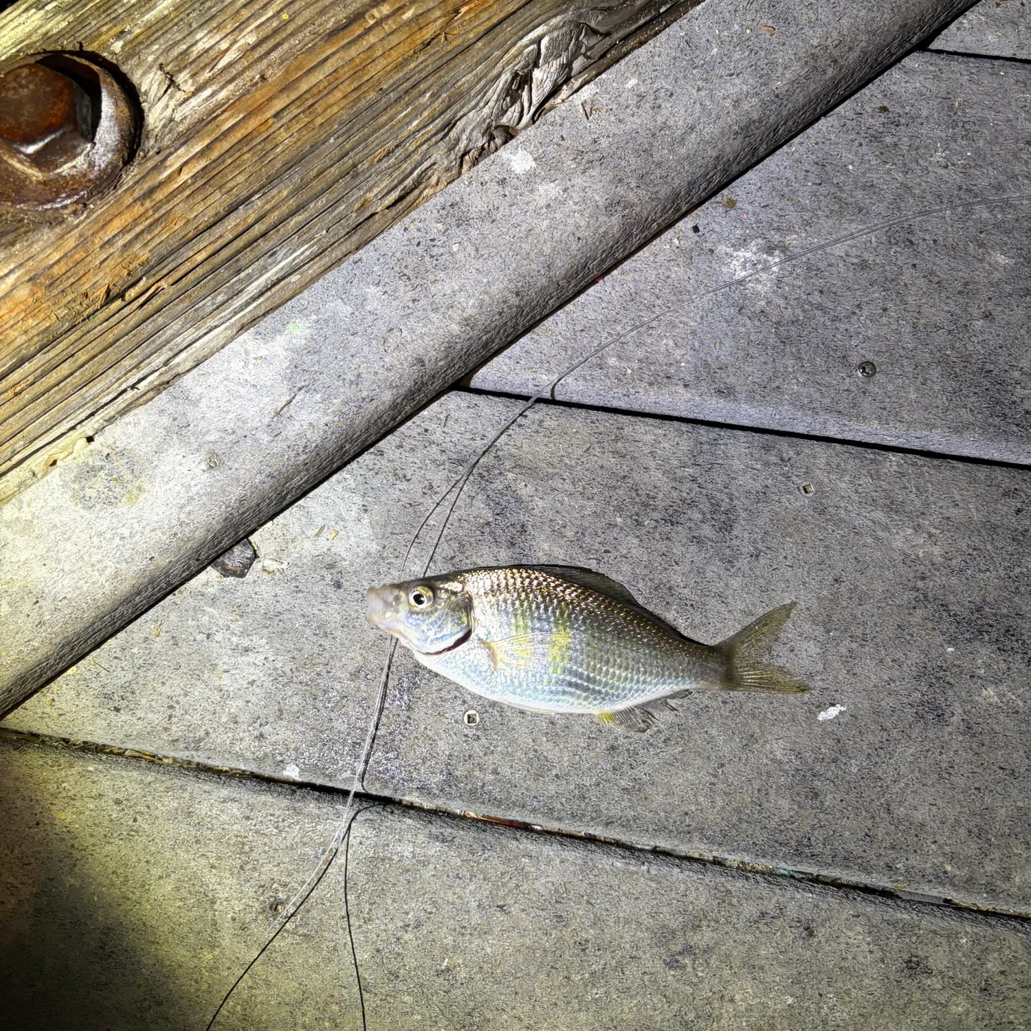 The most recent Shiner perch catches on Fishbrain