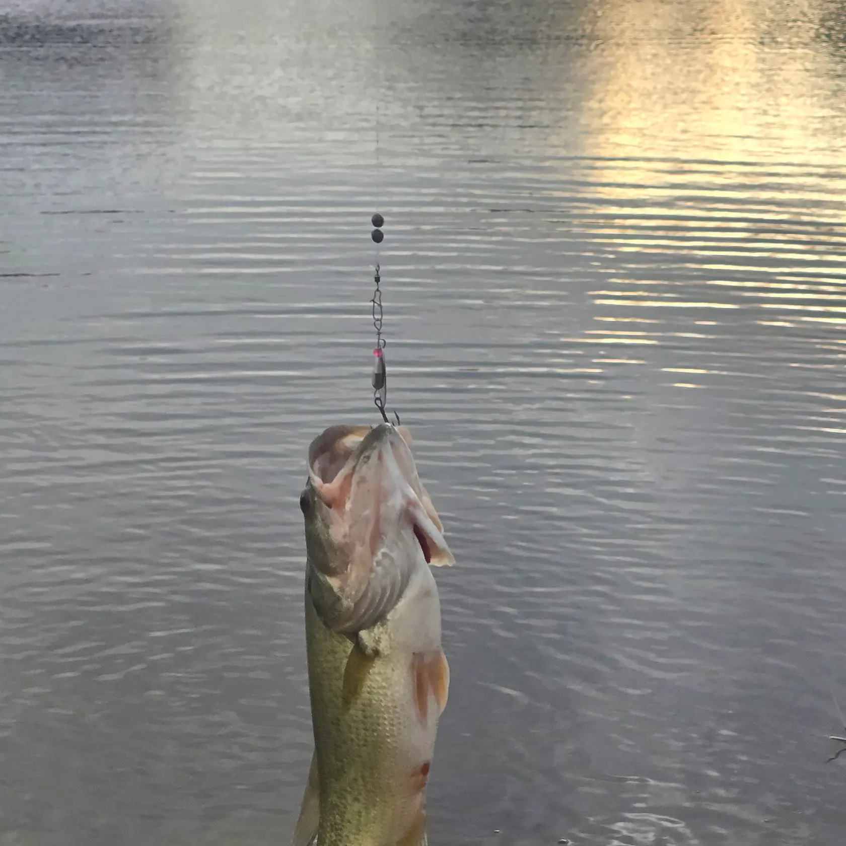 Largemouth bass caught on Fishbrain