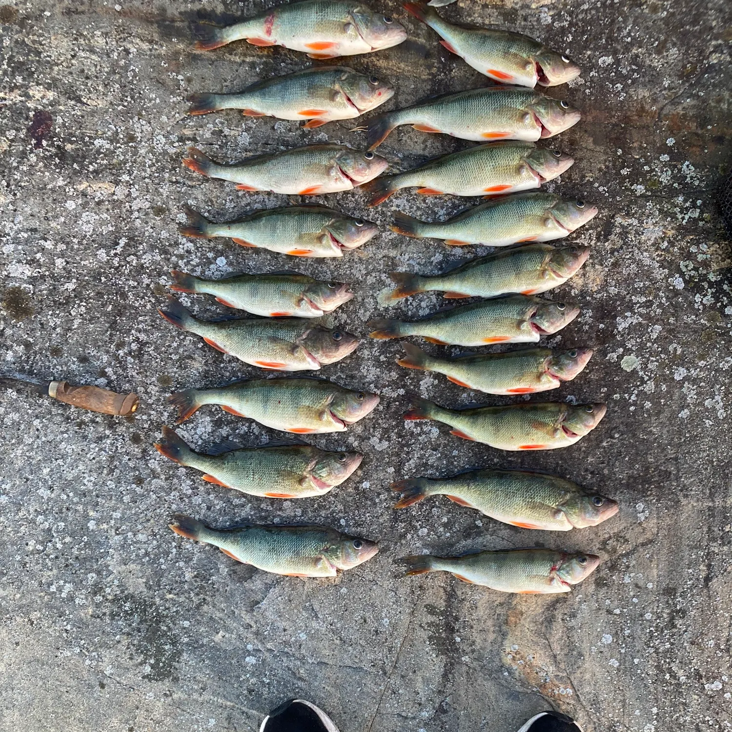 European perch caught on Fishbrain