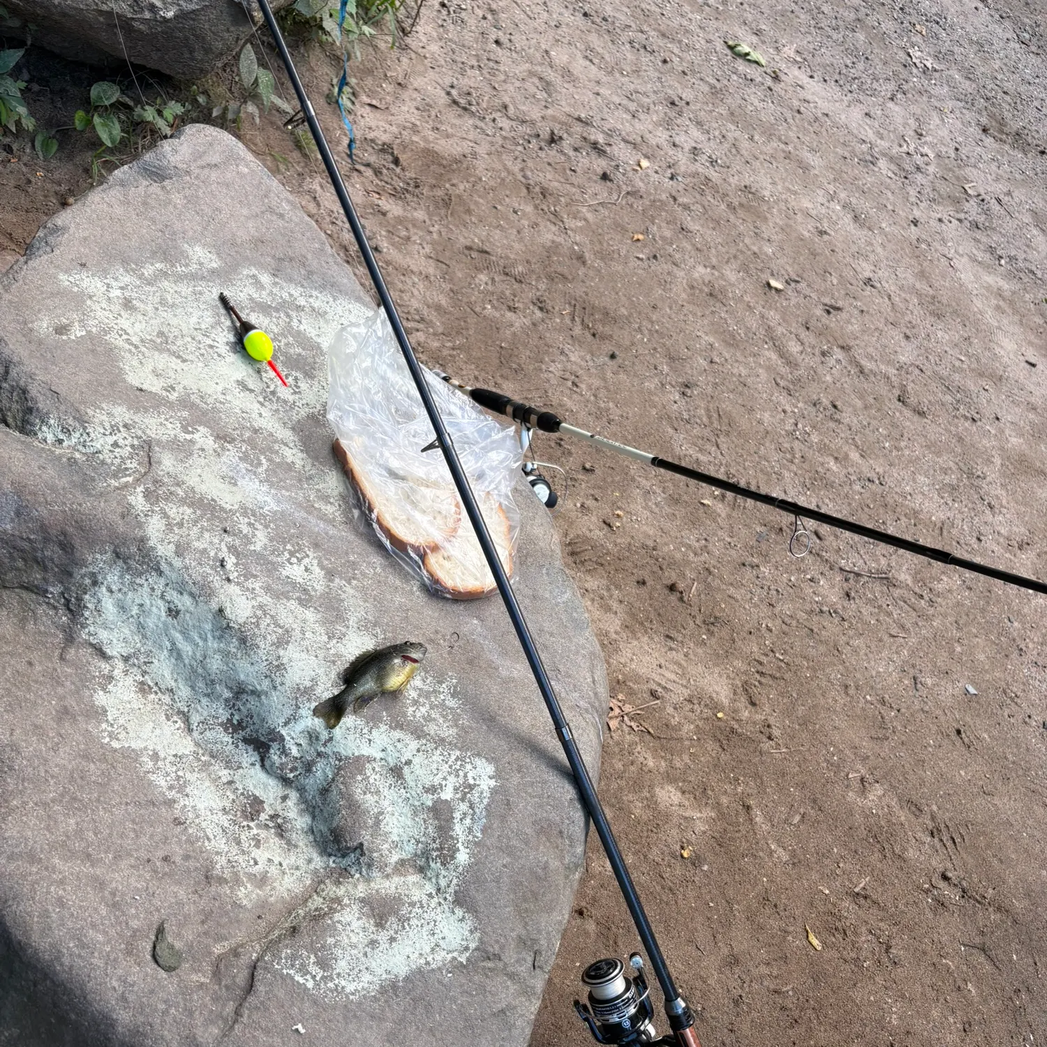 The most recent Southern calamari catches on Fishbrain