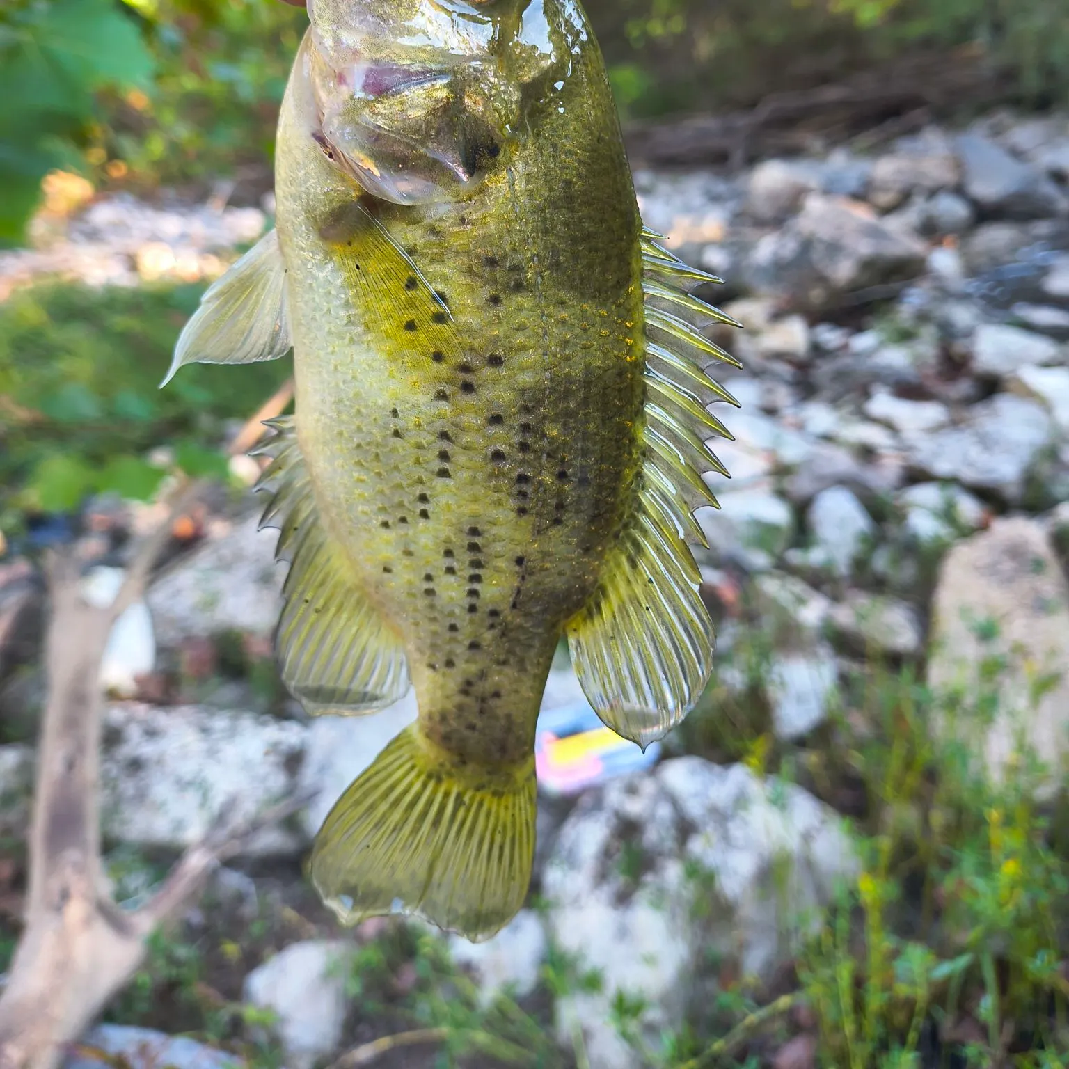Shadow bass caught on Fishbrain