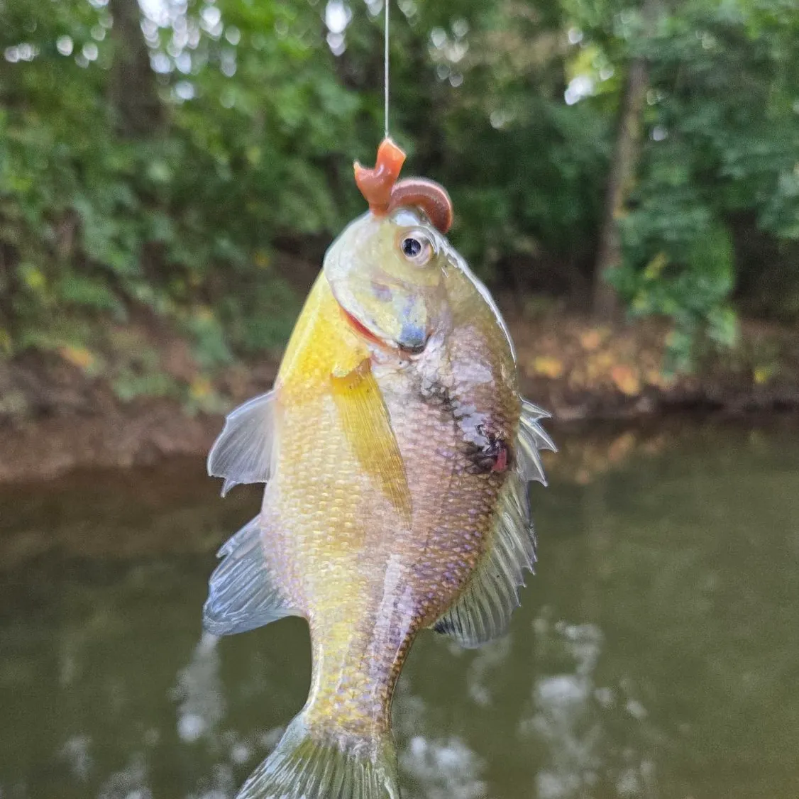 Bluegill caught on Fishbrain