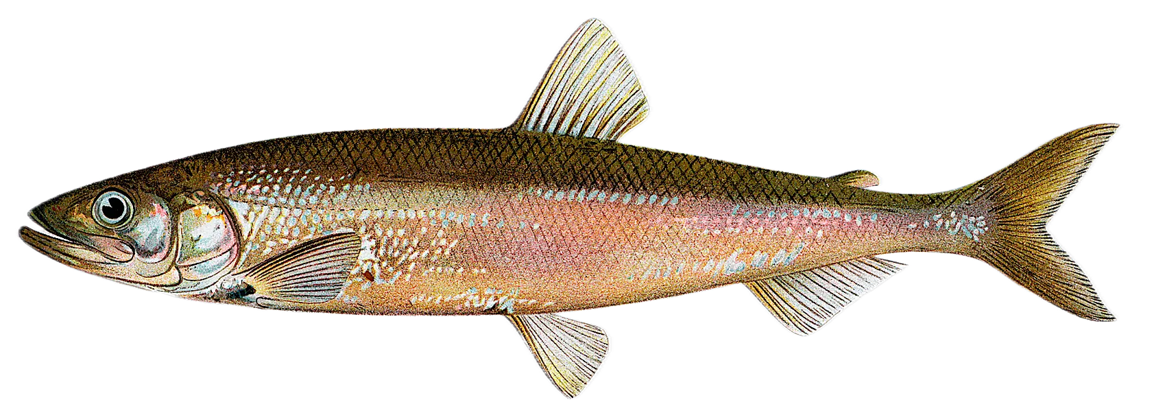 Atlantic rainbow smelt