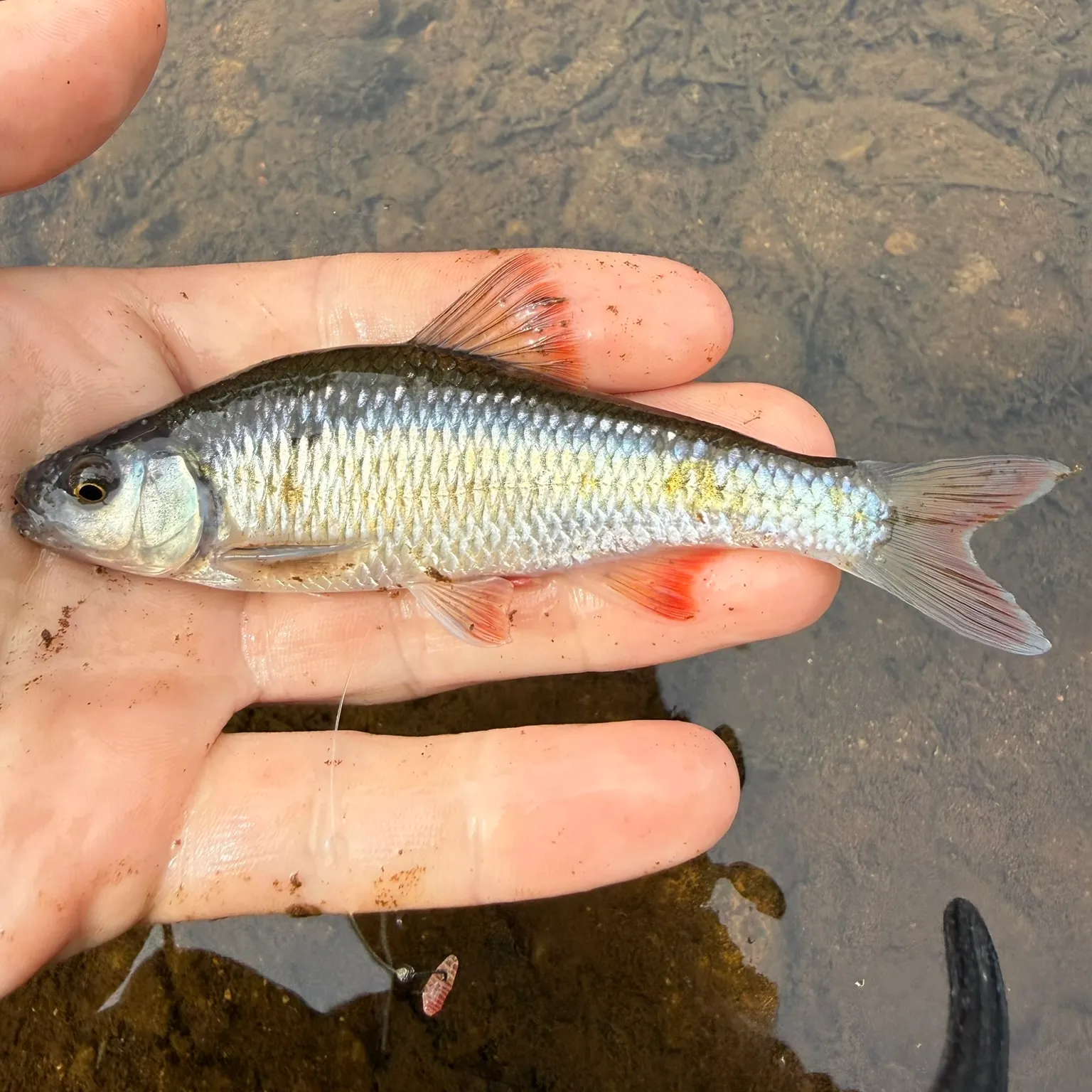 The most recent White shiner catches on Fishbrain