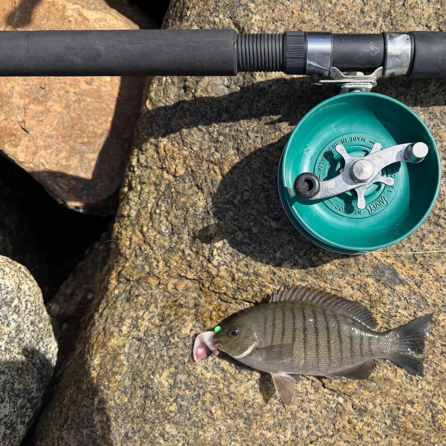 Luderick caught on Fishbrain