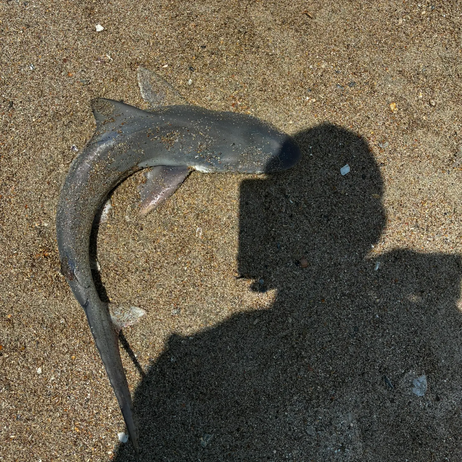 The most recent Silky shark catches on Fishbrain