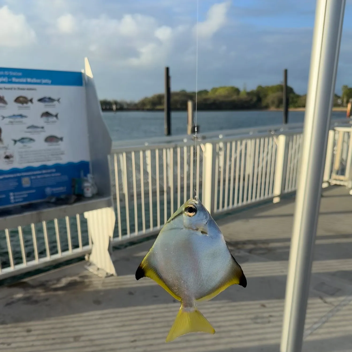 The most recent Silver moony catches on Fishbrain