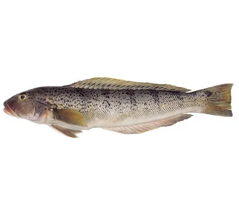 Argentinian sandperch