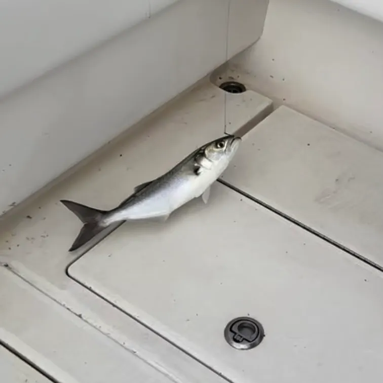 The most recent Needlescaled queenfish catches on Fishbrain