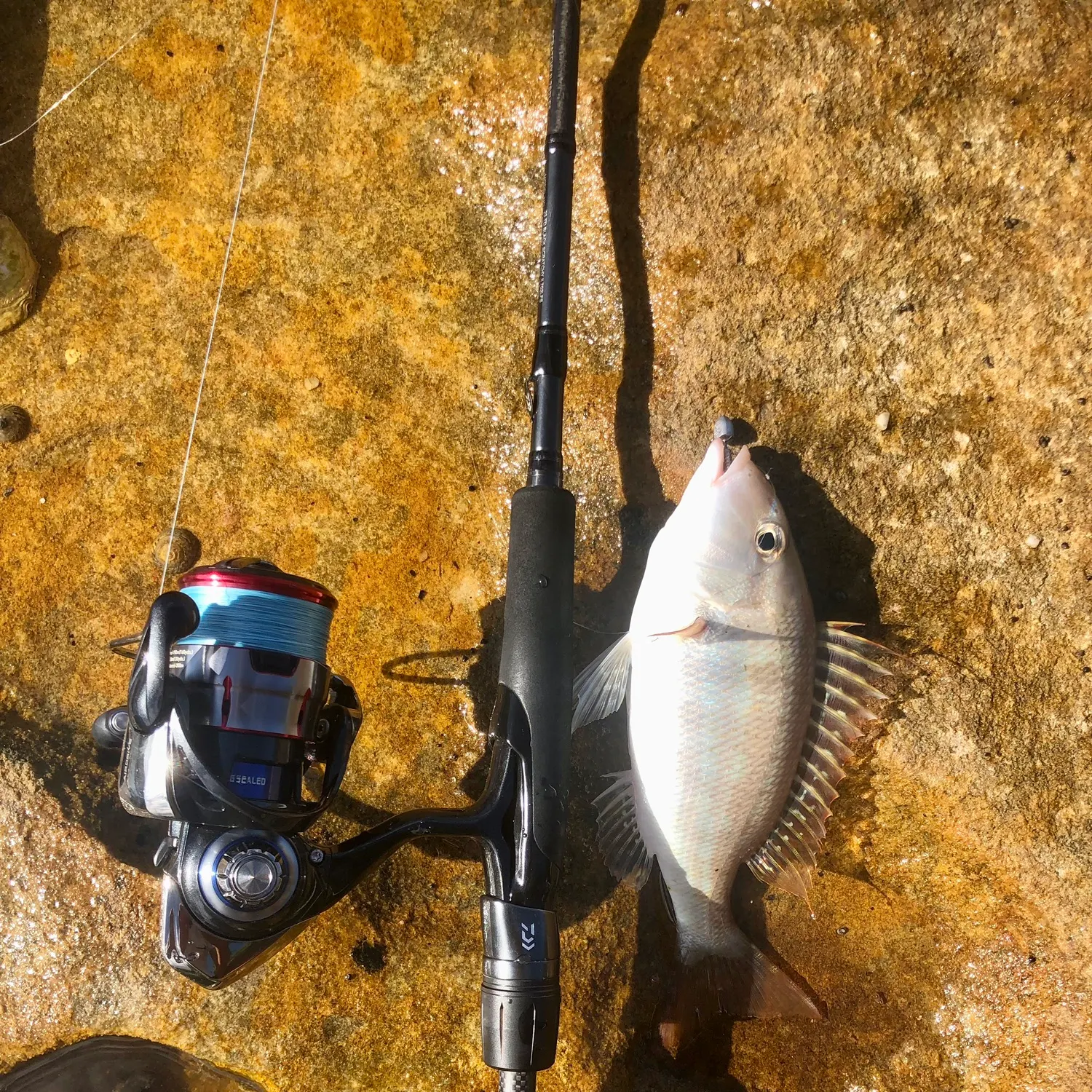 The most recent Spangled emperor catches on Fishbrain
