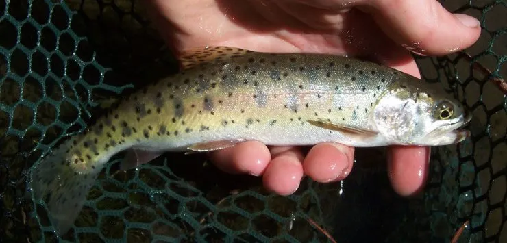 Humboldt cutthroat trout