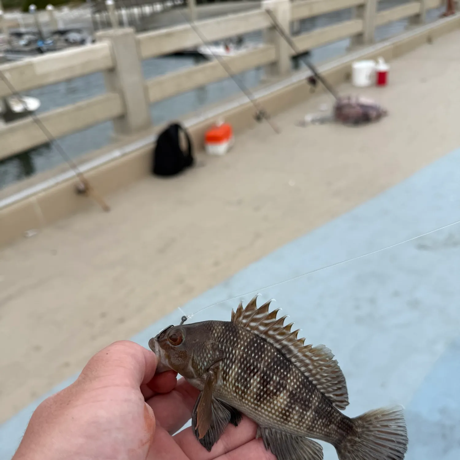 The most recent Black sea bass catches on Fishbrain