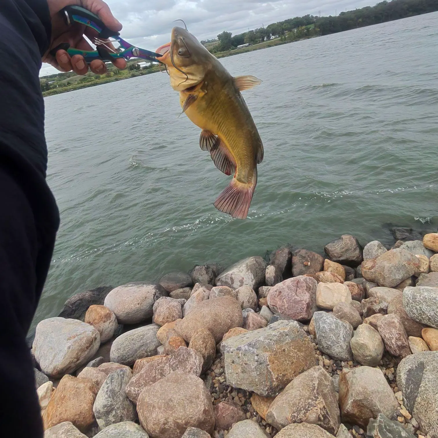 Black bullhead caught on Fishbrain
