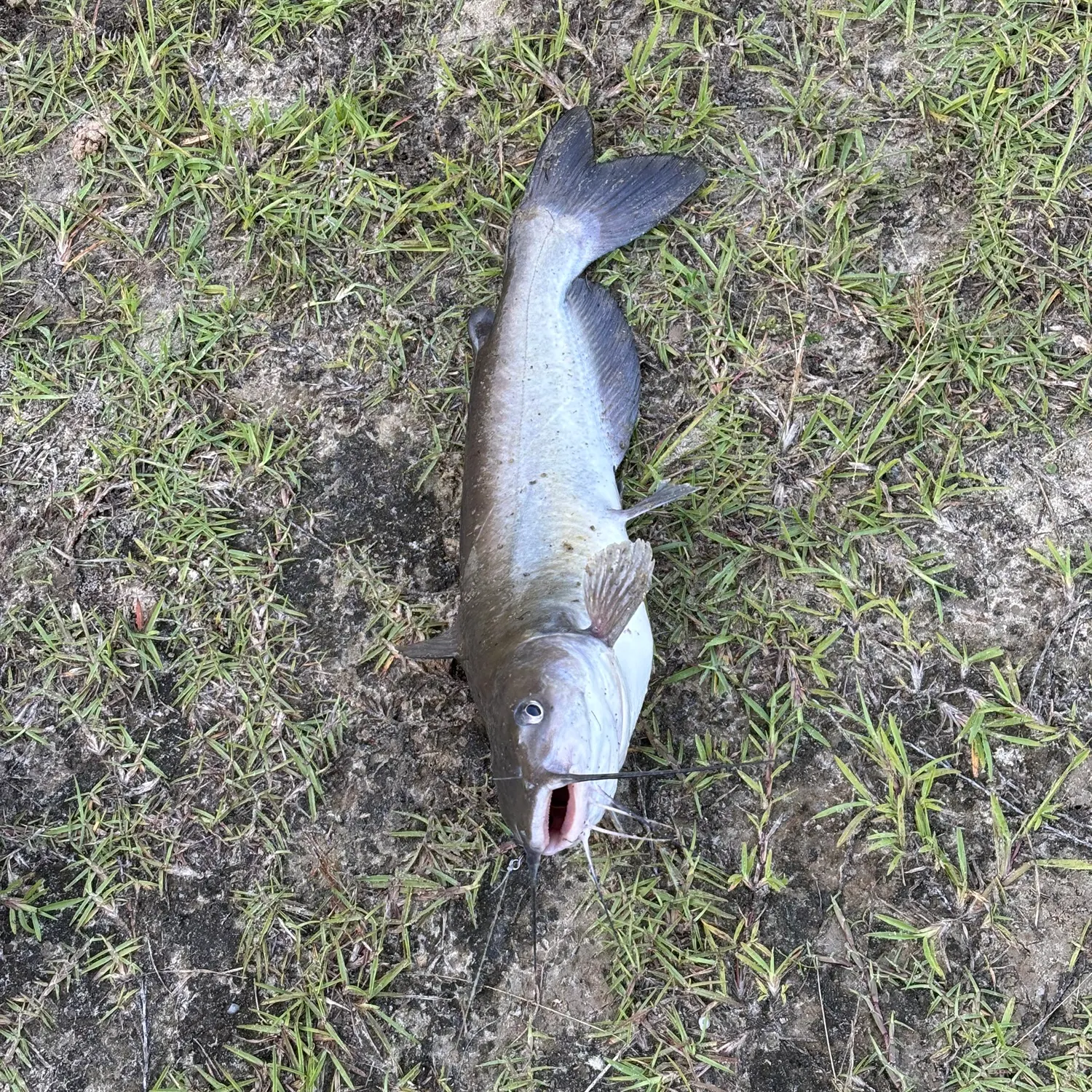 Channel catfish caught on Fishbrain