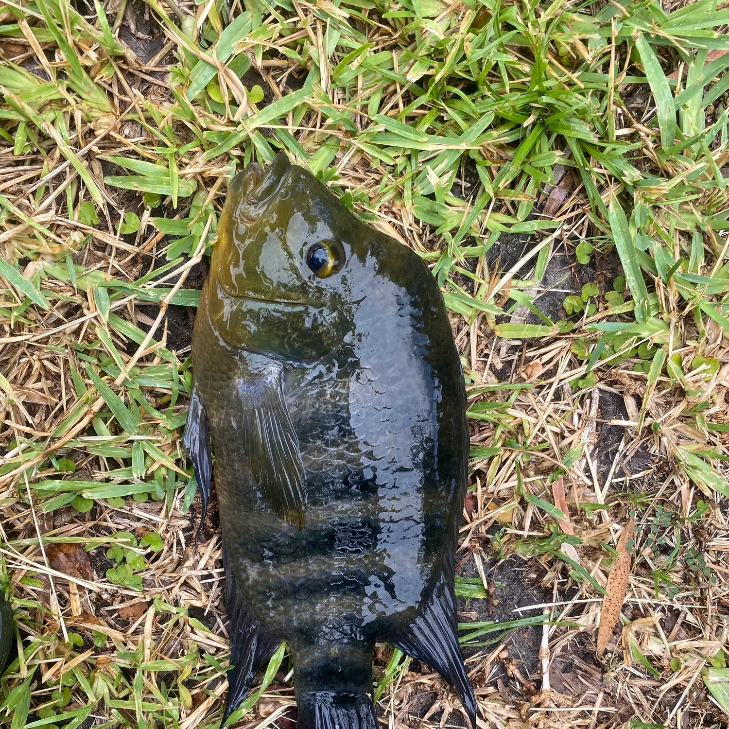 The most recent Zebra tilapia catches on Fishbrain