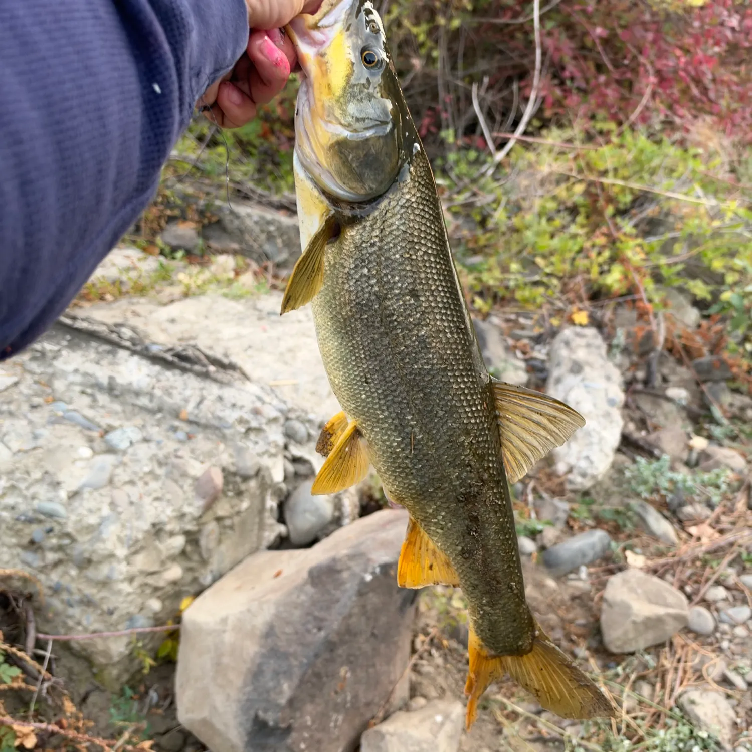Northern pikeminnow caught on Fishbrain