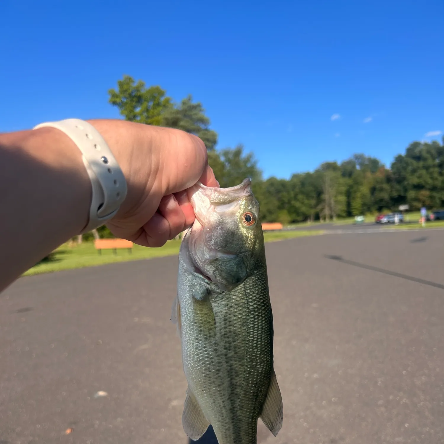 Largemouth bass caught on Fishbrain