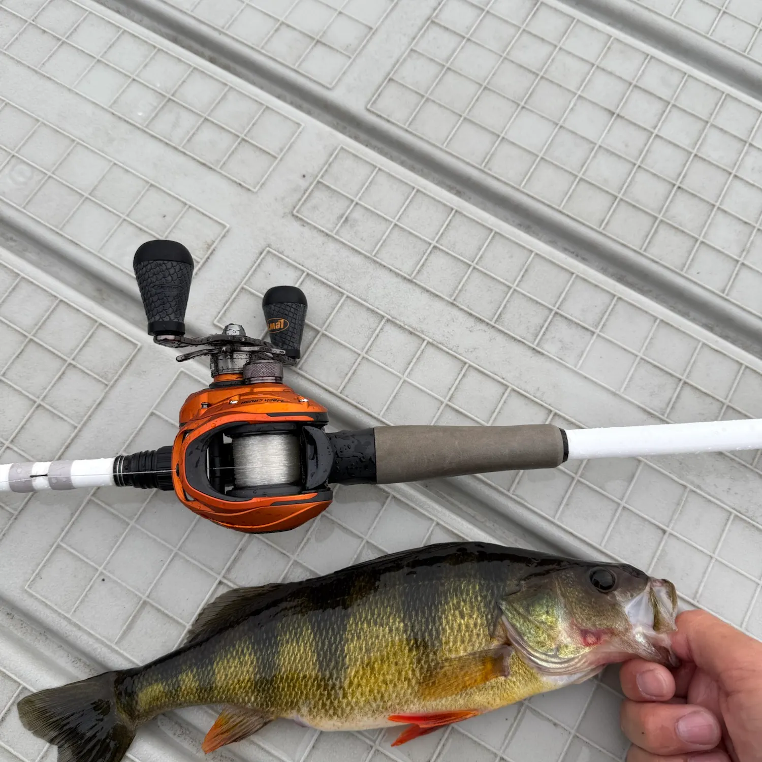 Yellow perch caught on Fishbrain