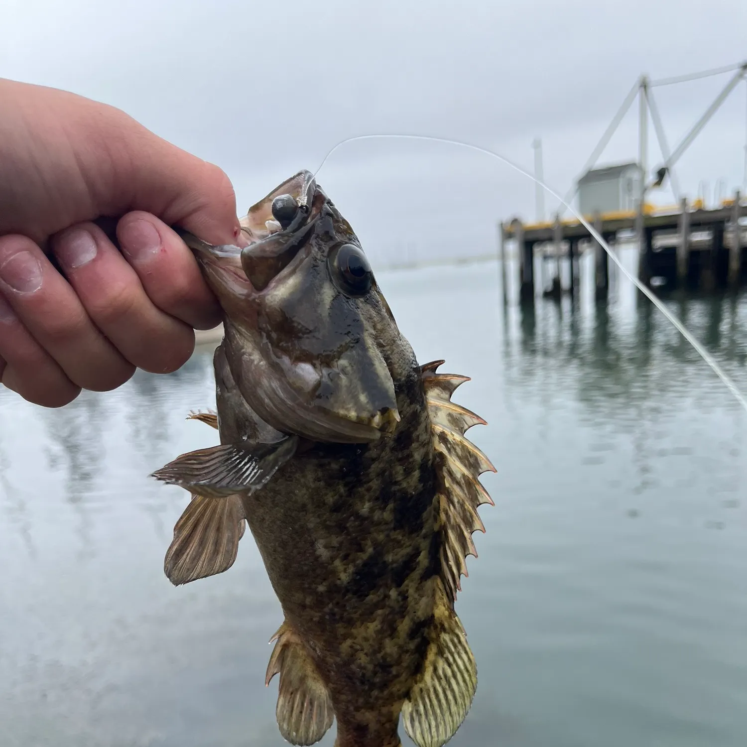 The most recent Grass rockfish catches on Fishbrain