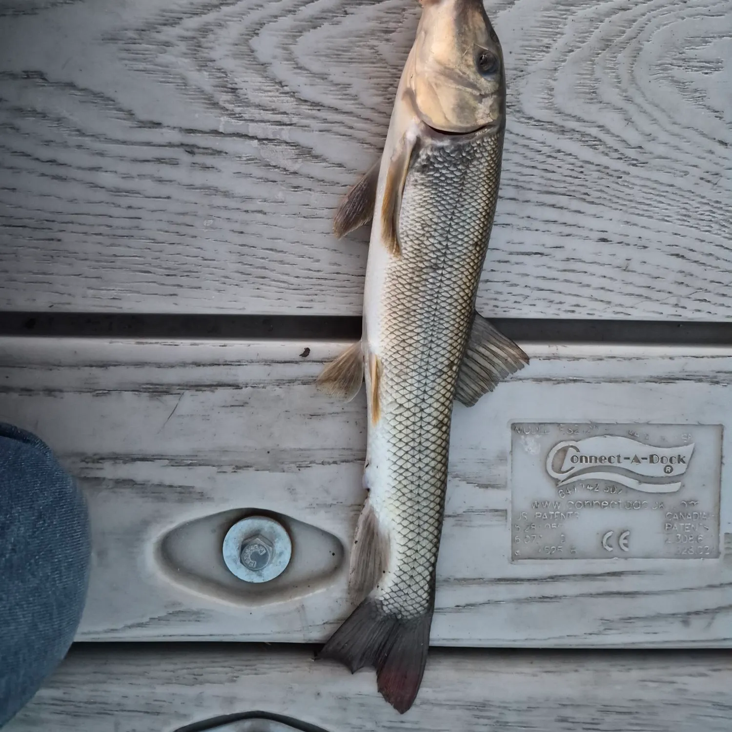 White sucker caught on Fishbrain