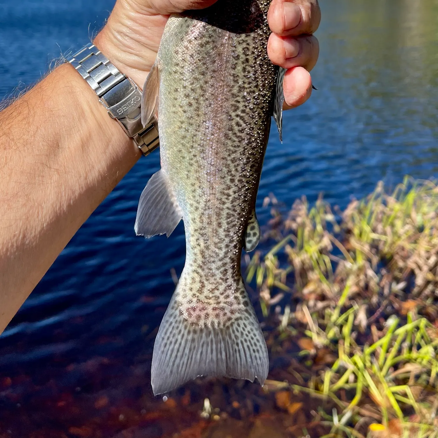 Rainbow trout caught on Fishbrain