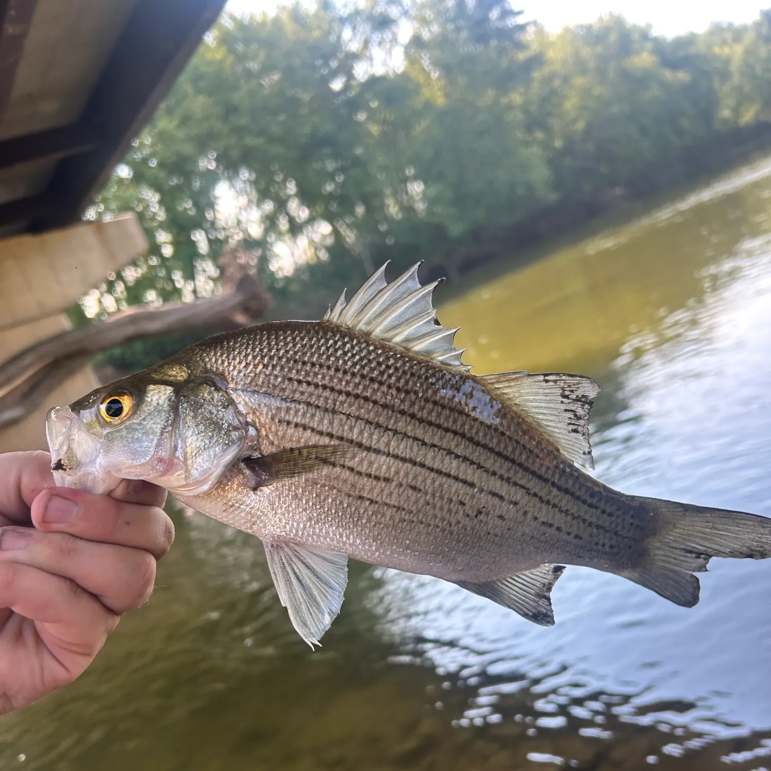 White bass caught on Fishbrain