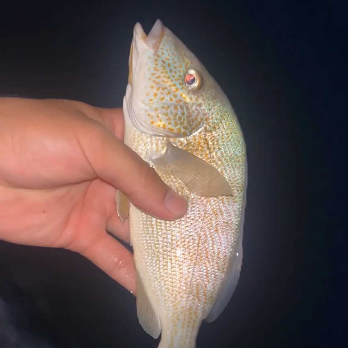 White grunt caught on Fishbrain