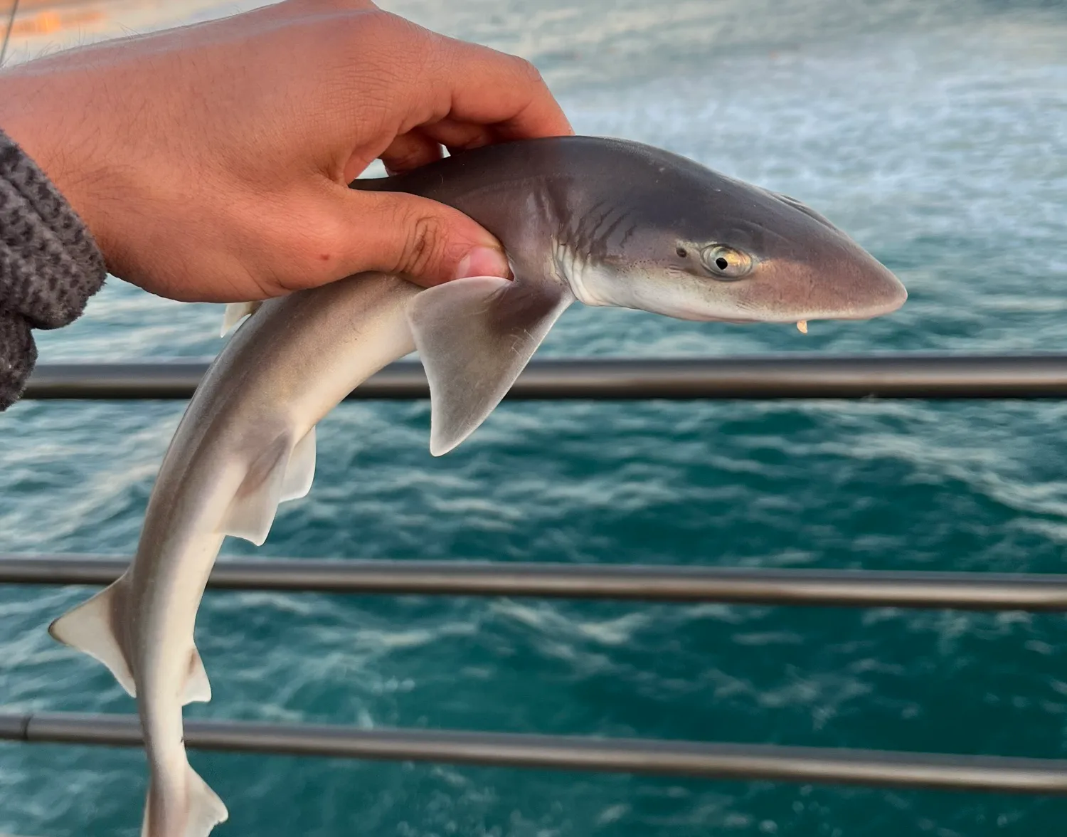 Grey smooth-hound