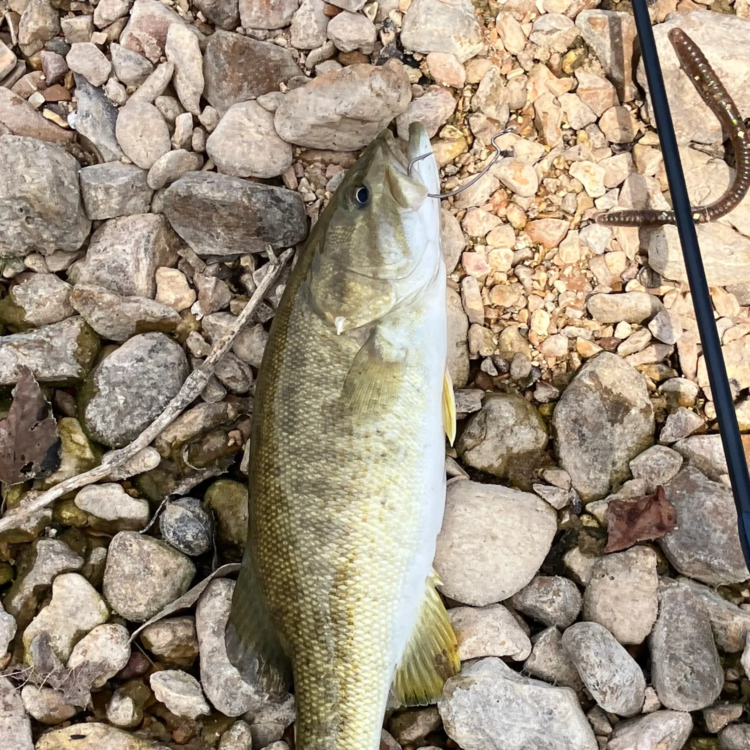 Smallmouth bass caught on Fishbrain