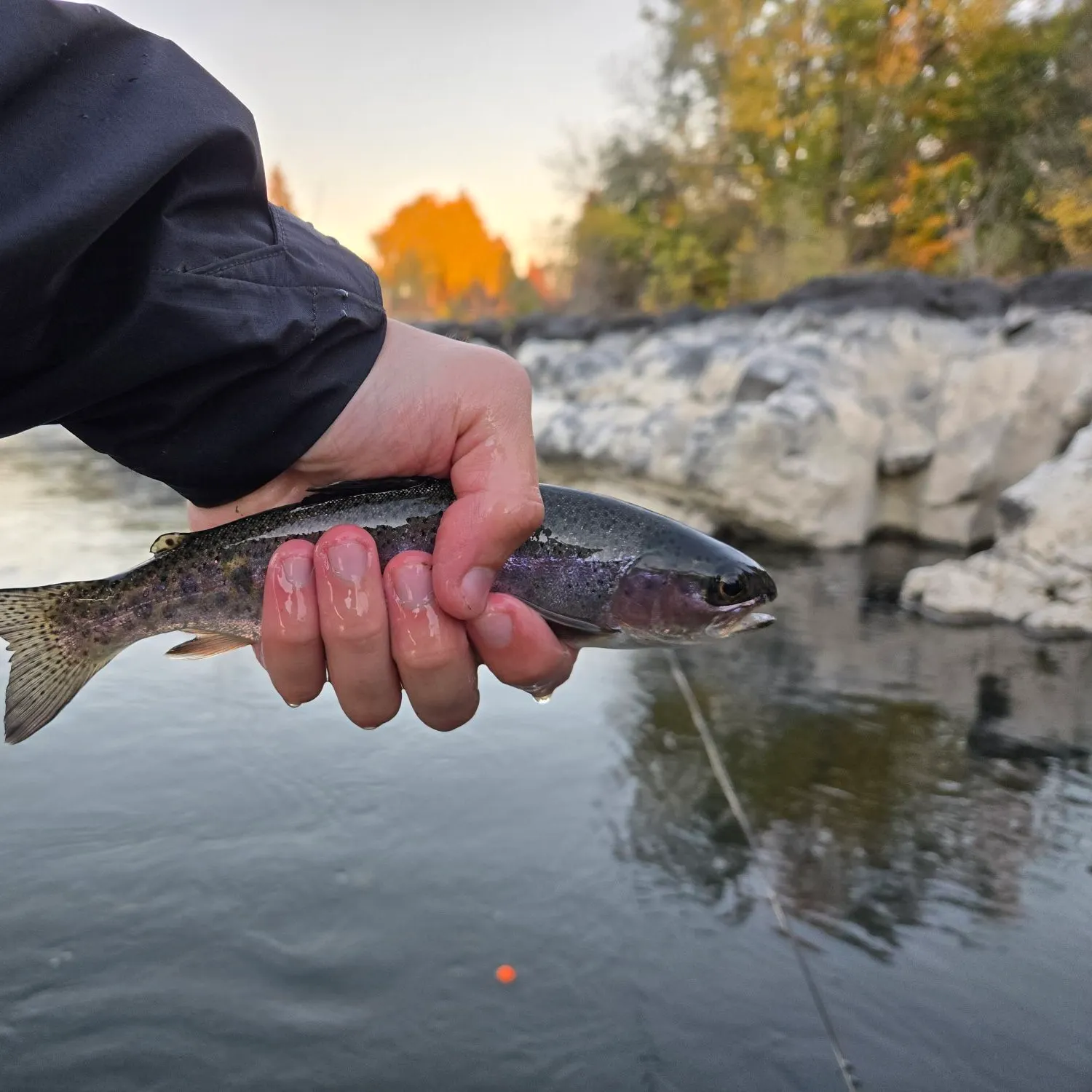 Rainbow trout caught on Fishbrain